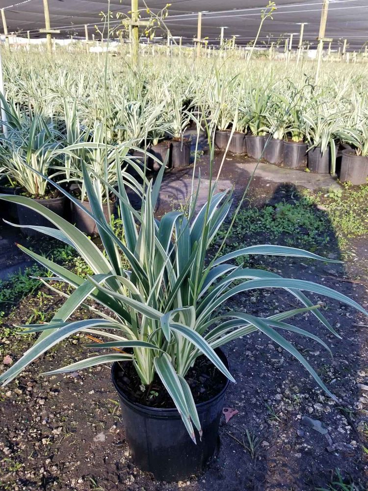 dianella-tasmanica-variegata-flax-lily-tasmanian-flax-lily