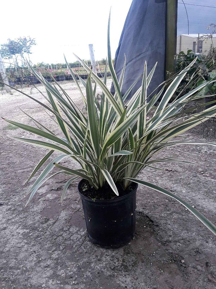 dianella-tasmanica-variegata-flax-lily-tasmanian-flax-lily