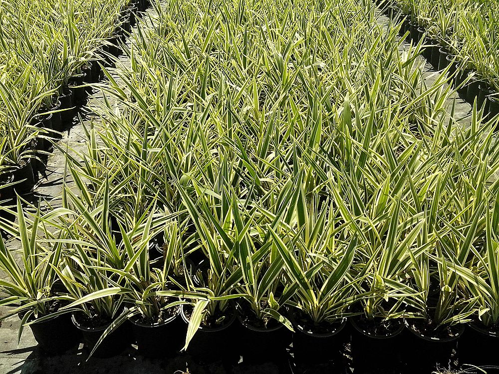 dianella-tasmanica-variegata-flax-lily-tasmanian-flax-lily