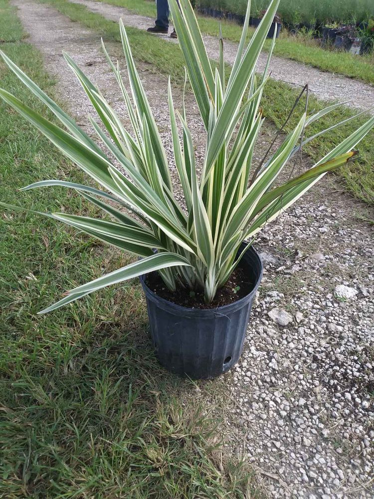 dianella-tasmanica-variegata-flax-lily-tasmanian-flax-lily