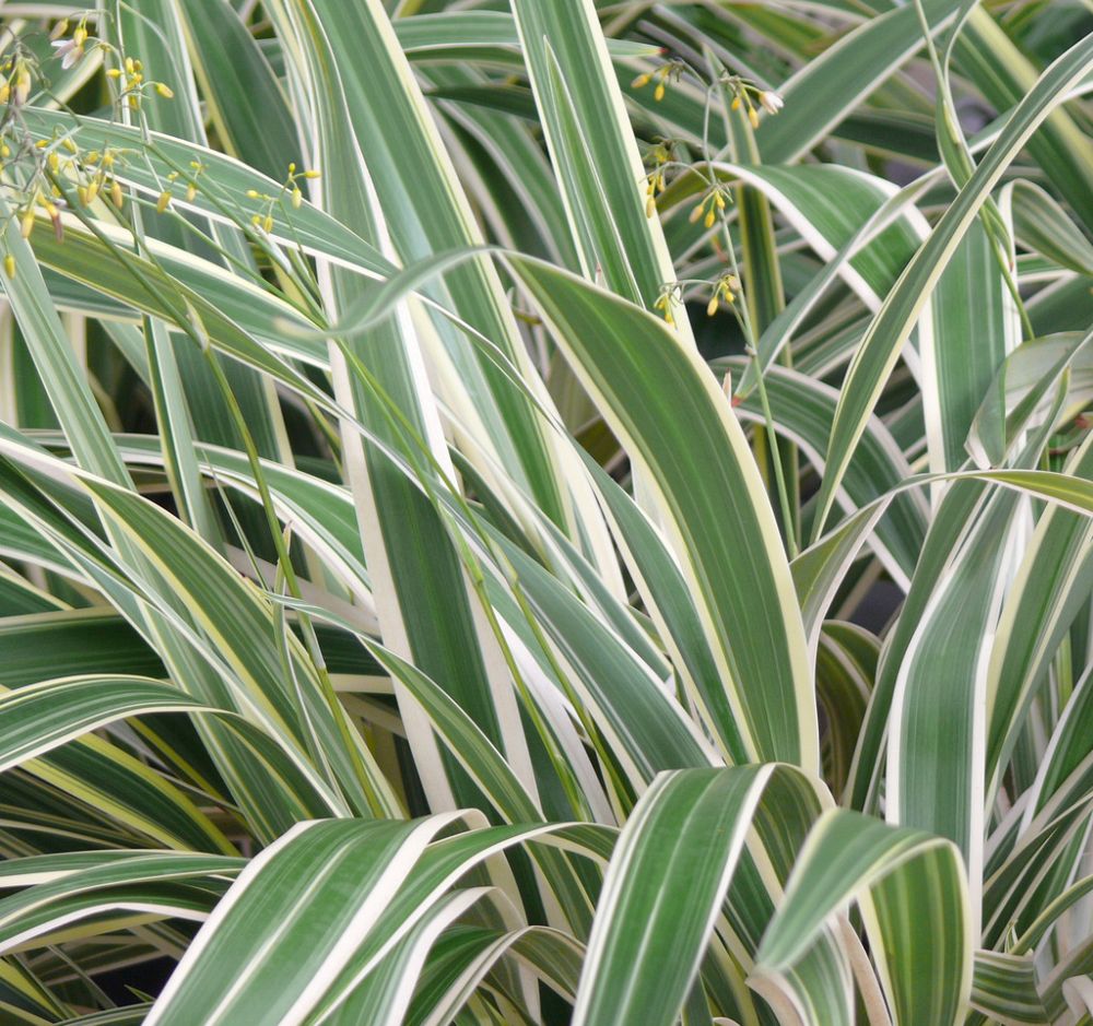 dianella-tasmanica-variegata-flax-lily-tasmanian-flax-lily