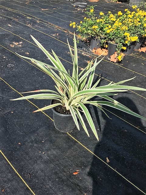 dianella-tasmanica-variegata-flax-lily-tasmanian-flax-lily