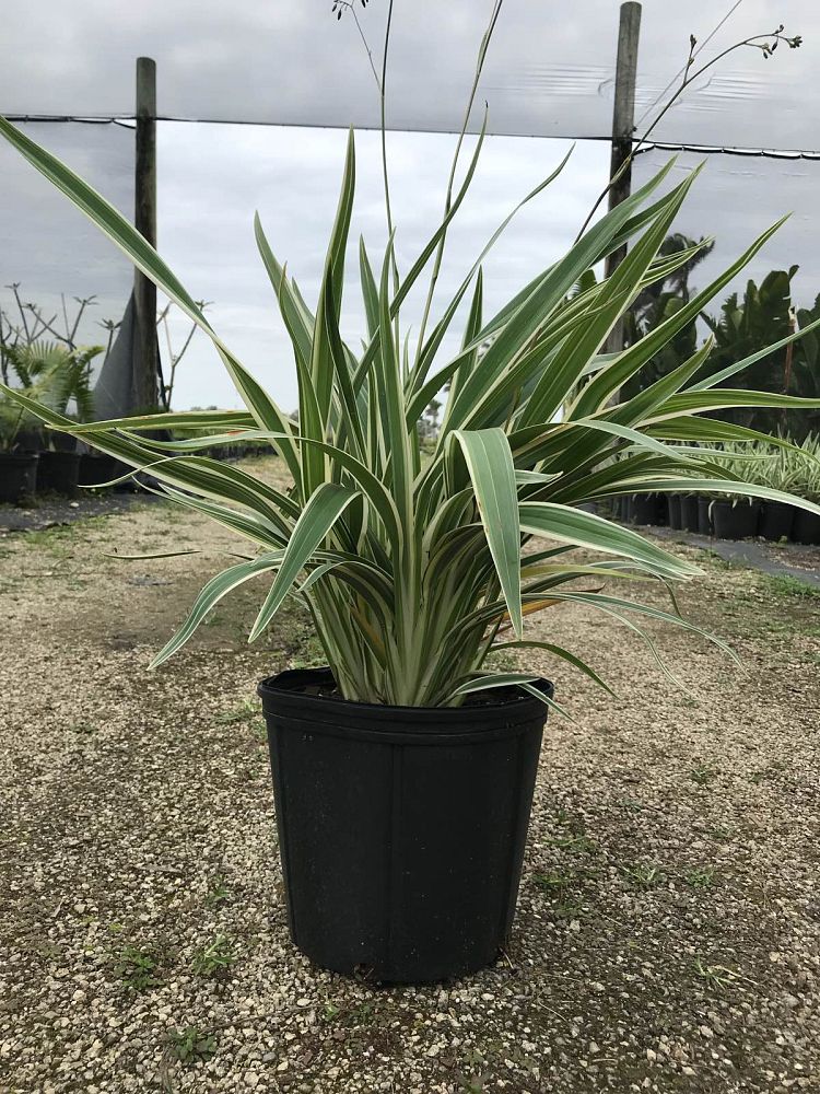 dianella-tasmanica-variegata-flax-lily-tasmanian-flax-lily