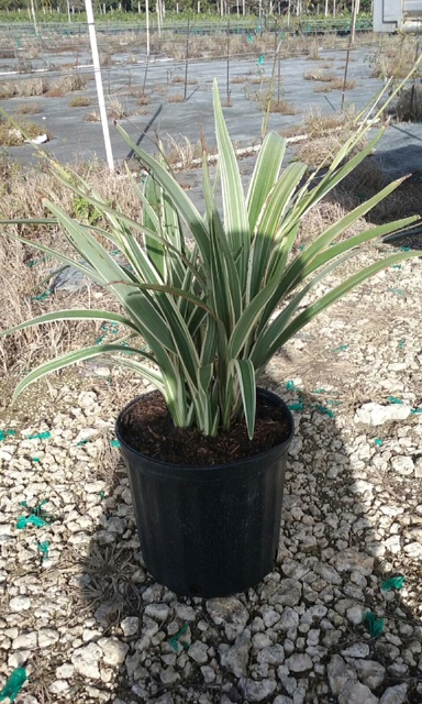 dianella-tasmanica-variegata-flax-lily-tasmanian-flax-lily