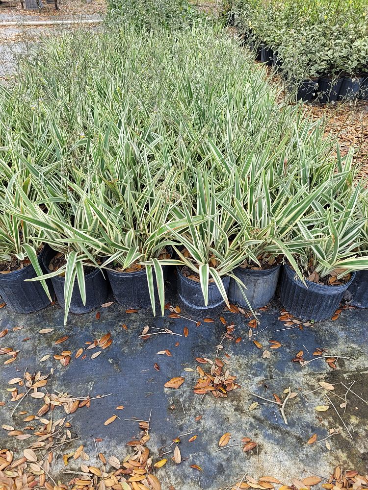 dianella-tasmanica-variegata-flax-lily-tasmanian-flax-lily