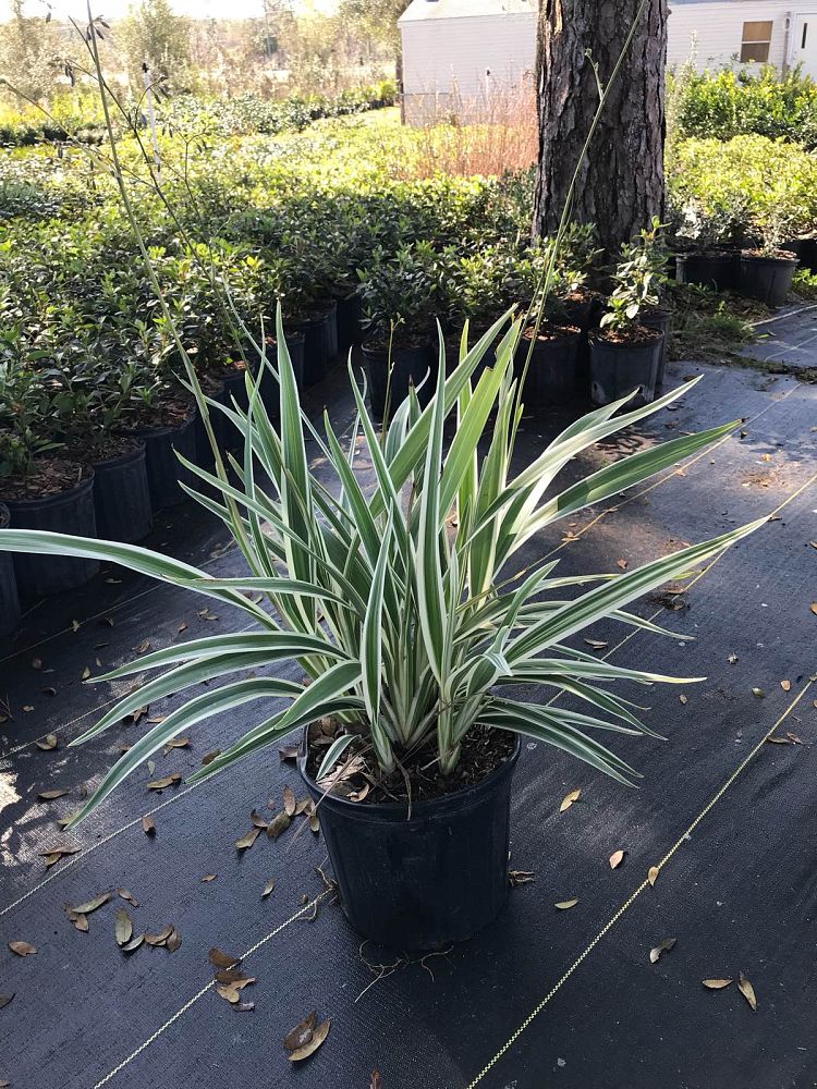 dianella-tasmanica-variegata-flax-lily-tasmanian-flax-lily