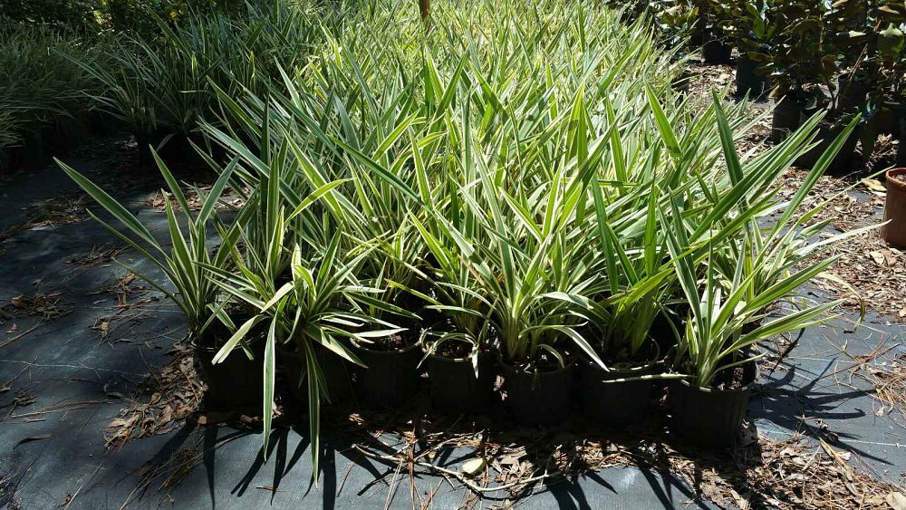 dianella-tasmanica-variegata-flax-lily-tasmanian-flax-lily