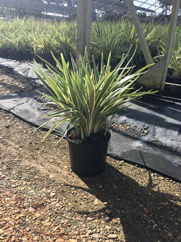 dianella-tasmanica-variegata-flax-lily-tasmanian-flax-lily