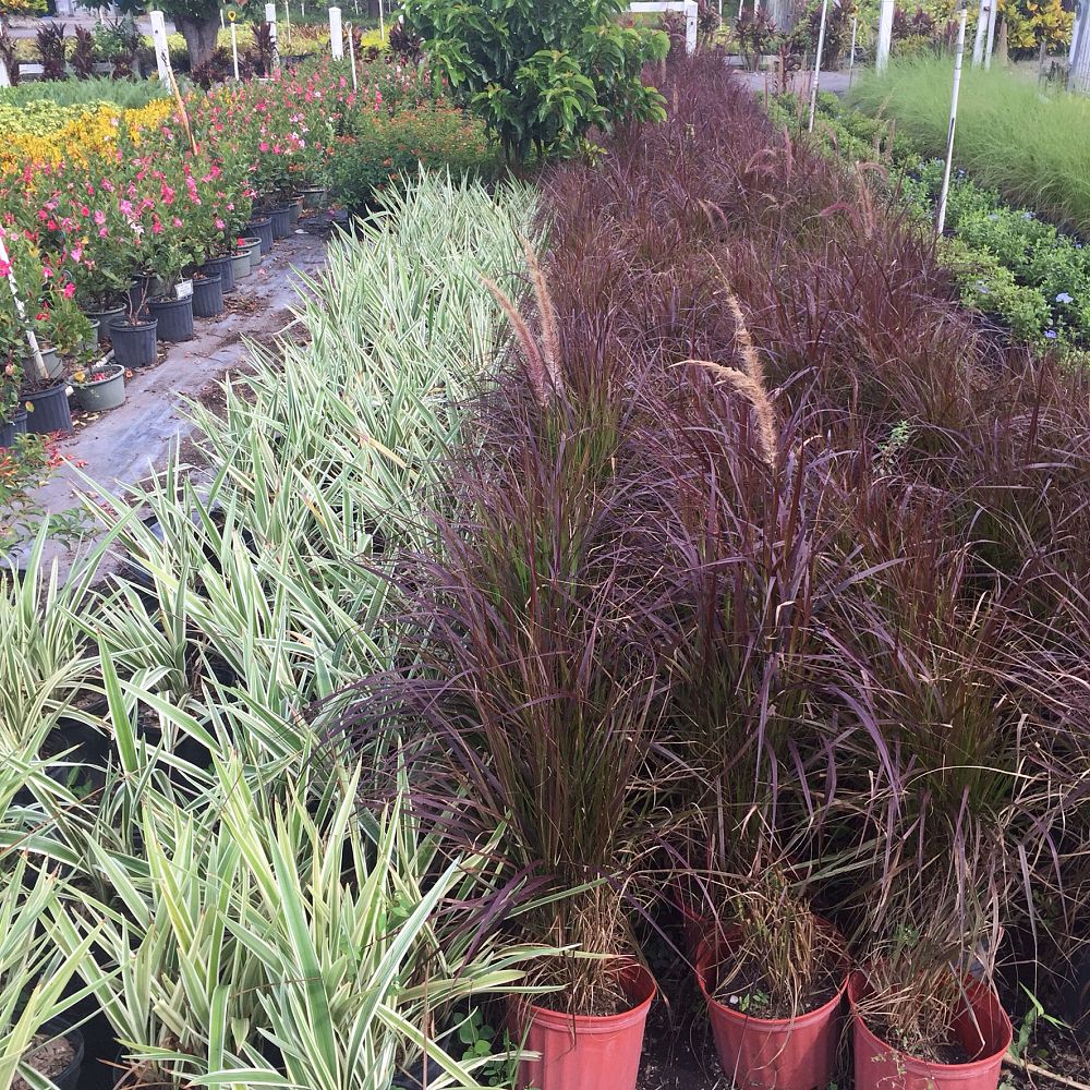 dianella-tasmanica-variegata-flax-lily-tasmanian-flax-lily