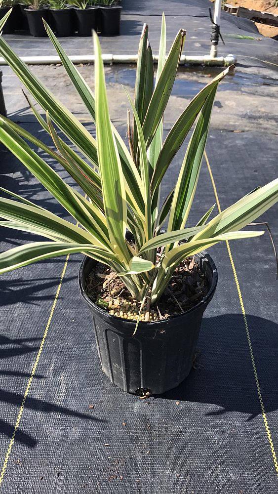 dianella-tasmanica-variegata-flax-lily-tasmanian-flax-lily