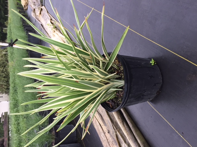 dianella-tasmanica-variegata-flax-lily-tasmanian-flax-lily