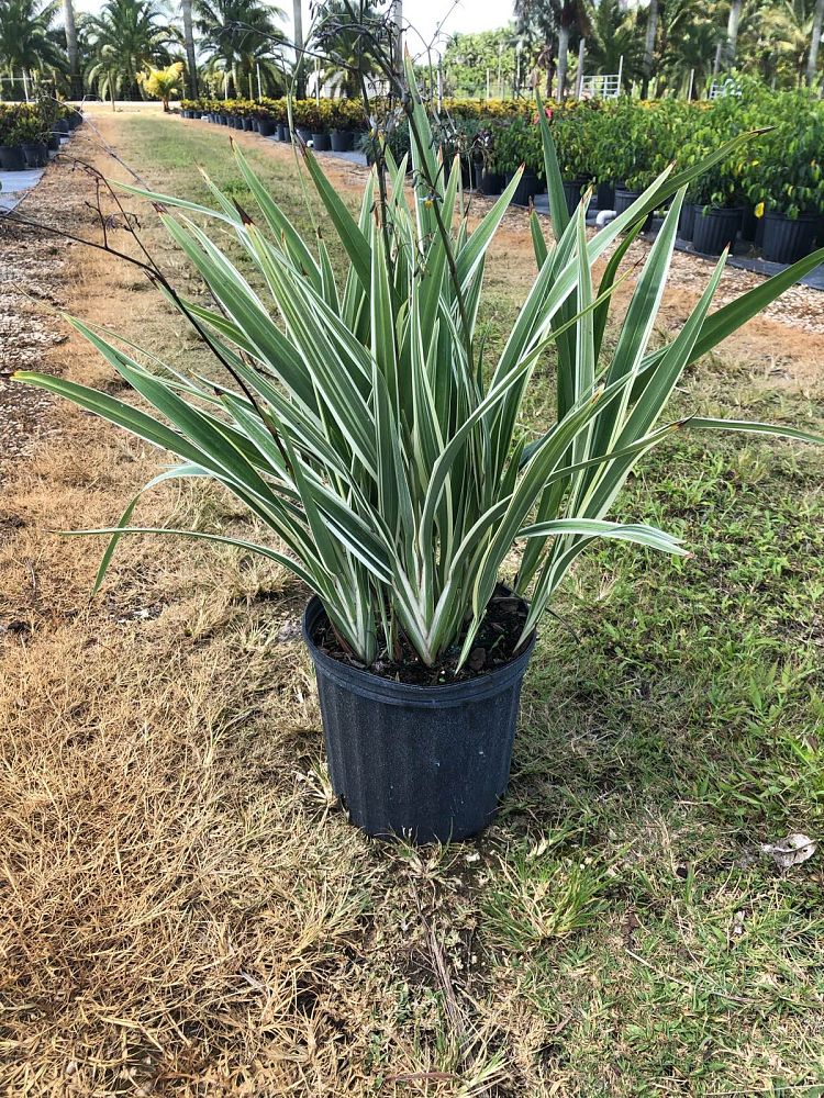 dianella-tasmanica-variegata-flax-lily-tasmanian-flax-lily