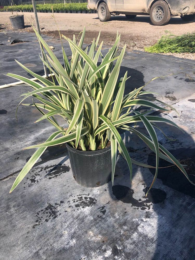 dianella-tasmanica-variegata-flax-lily-tasmanian-flax-lily