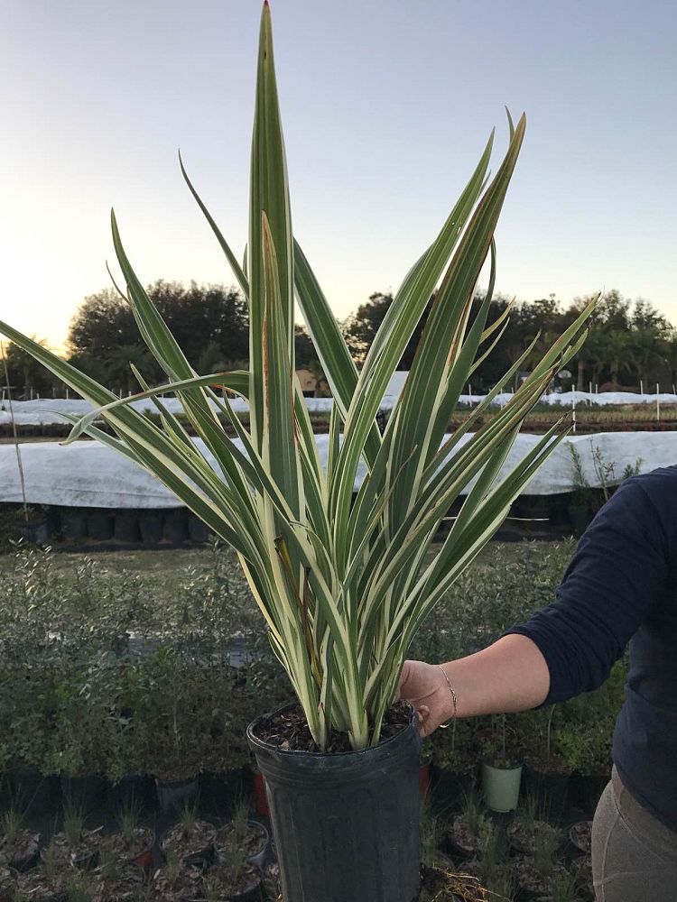 dianella-tasmanica-variegata-flax-lily-tasmanian-flax-lily