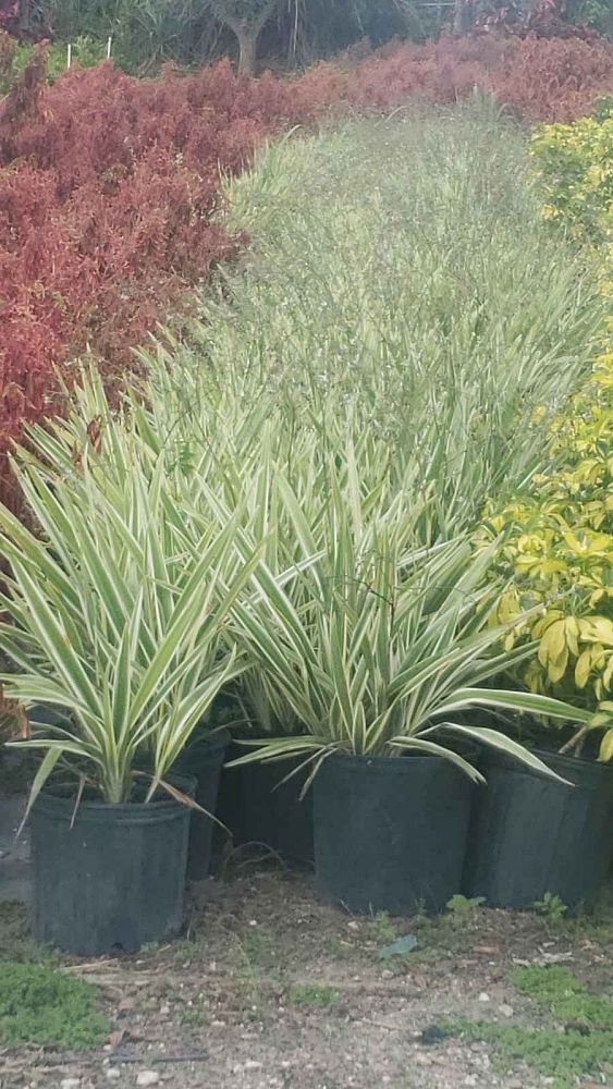 dianella-tasmanica-variegata-flax-lily-tasmanian-flax-lily