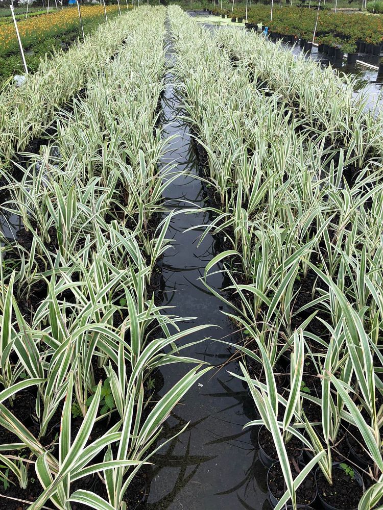 dianella-tasmanica-variegata-flax-lily-tasmanian-flax-lily