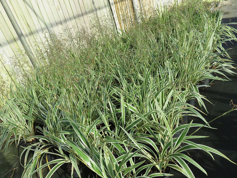 dianella-tasmanica-variegata-flax-lily-tasmanian-flax-lily