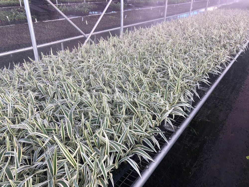 dianella-tasmanica-variegata-flax-lily-tasmanian-flax-lily