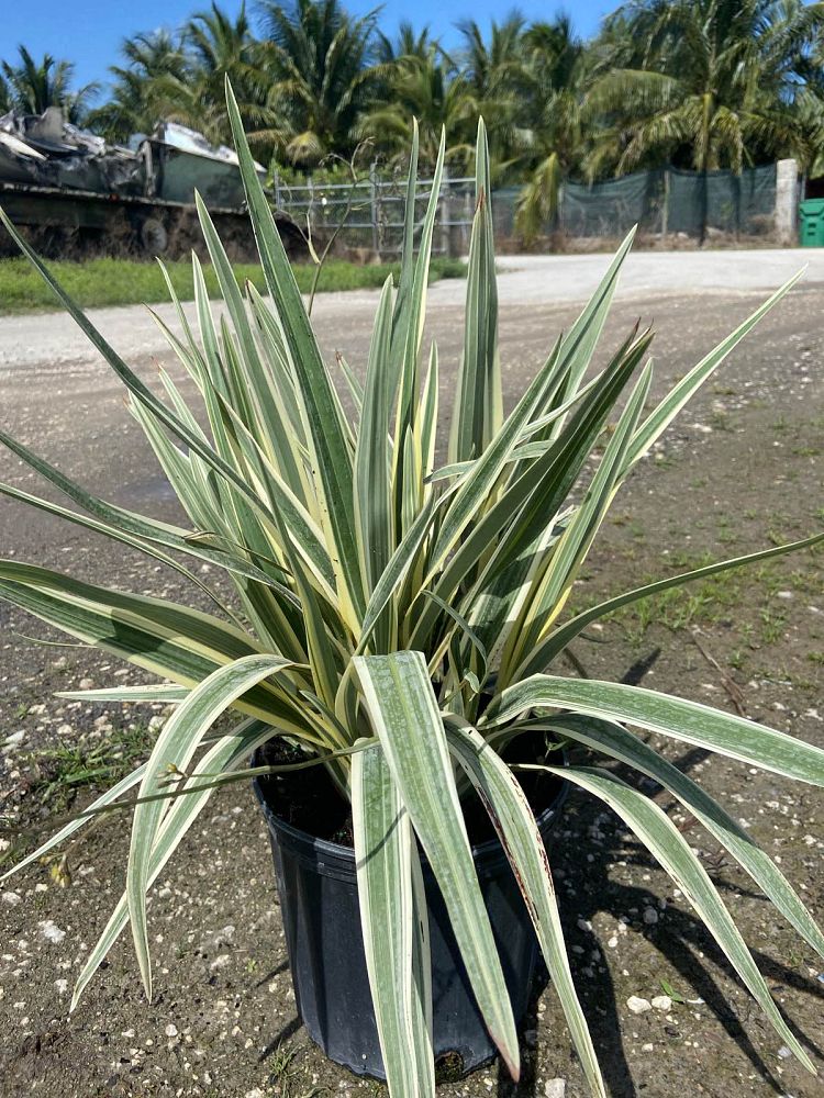 dianella-tasmanica-variegata-flax-lily-tasmanian-flax-lily
