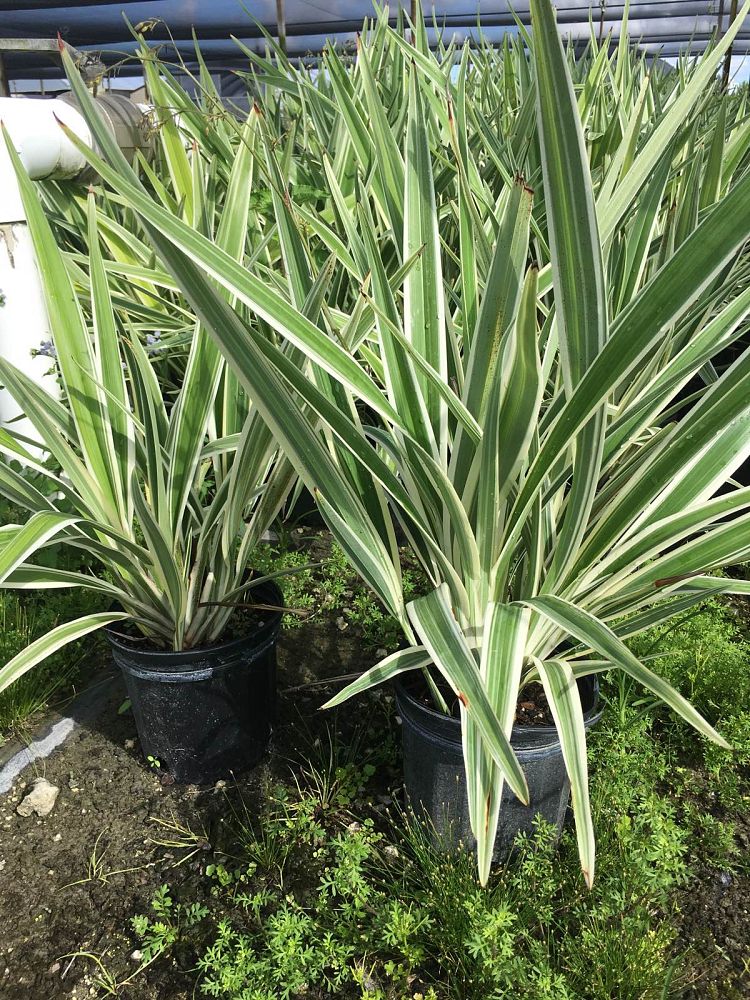 dianella-tasmanica-variegata-flax-lily-tasmanian-flax-lily