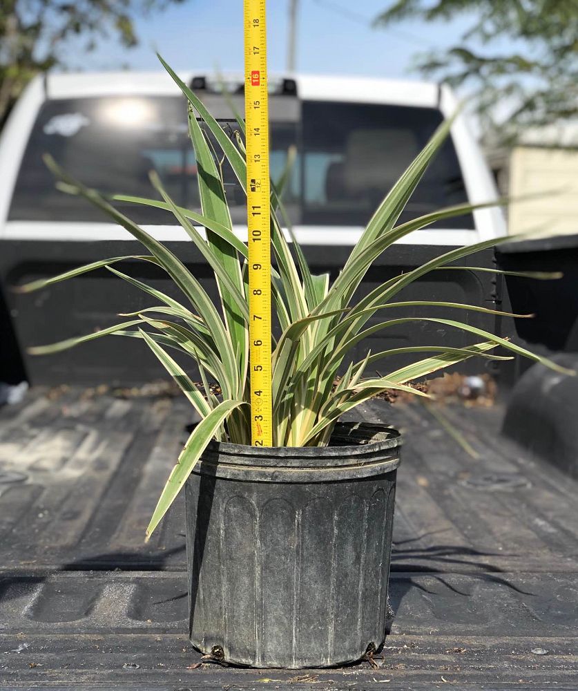 dianella-tasmanica-variegata-flax-lily-tasmanian-flax-lily