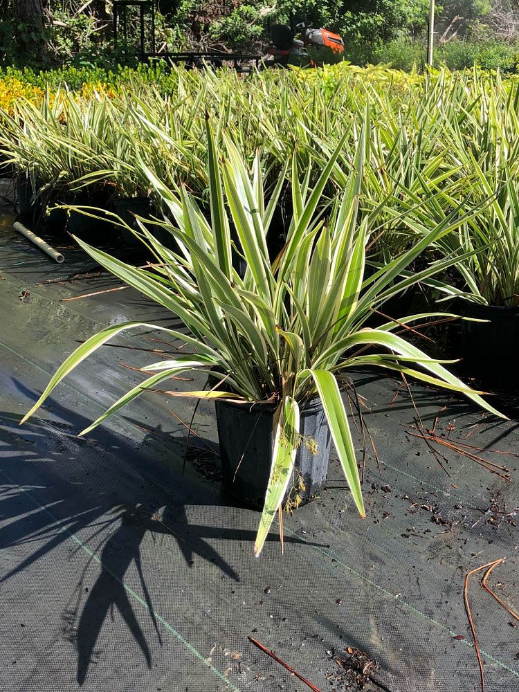 dianella-tasmanica-variegata-flax-lily-tasmanian-flax-lily