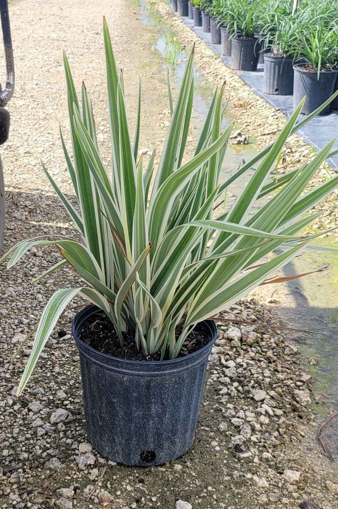 dianella-tasmanica-variegata-flax-lily-tasmanian-flax-lily
