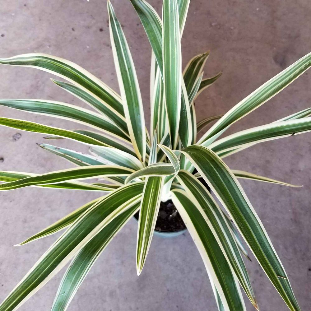 dianella-tasmanica-variegata-flax-lily-tasmanian-flax-lily