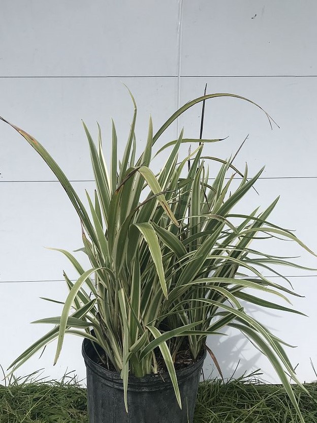 dianella-tasmanica-variegata-flax-lily-tasmanian-flax-lily