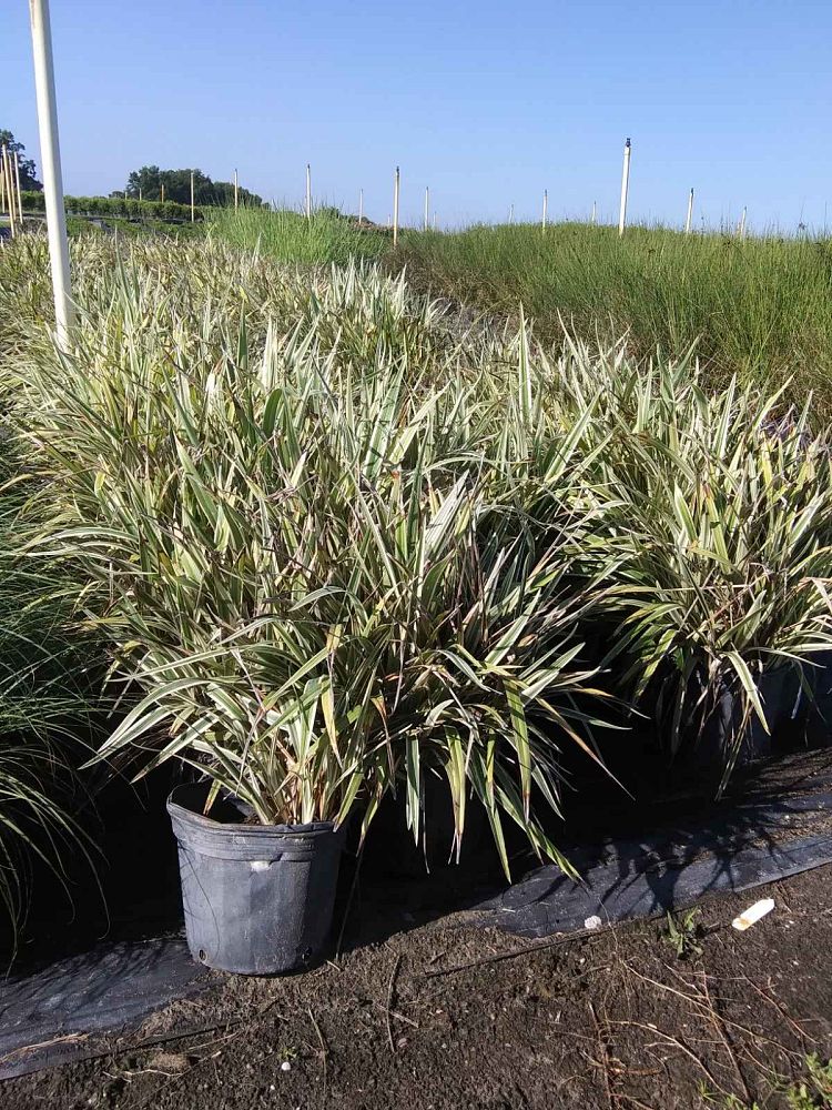 dianella-tasmanica-variegata-flax-lily-tasmanian-flax-lily