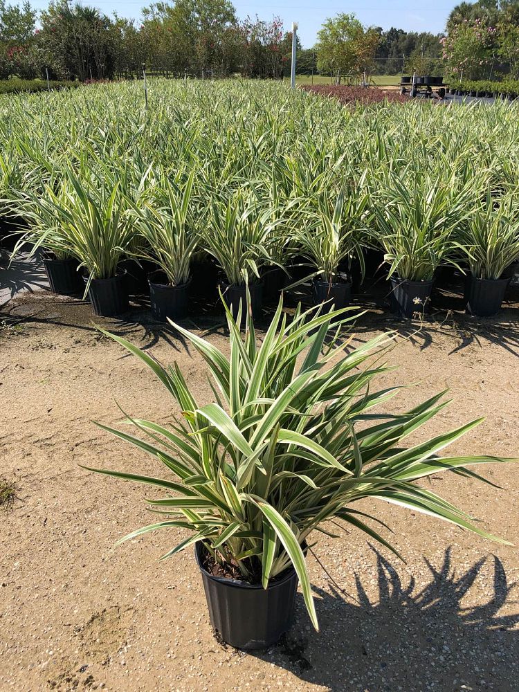 dianella-tasmanica-variegata-flax-lily-tasmanian-flax-lily