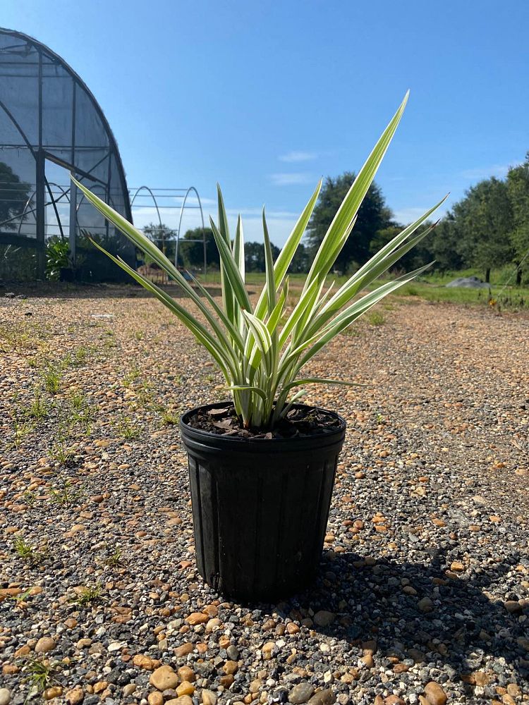 dianella-tasmanica-variegata-flax-lily-tasmanian-flax-lily