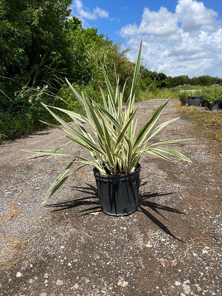 dianella-tasmanica-variegata-flax-lily-tasmanian-flax-lily