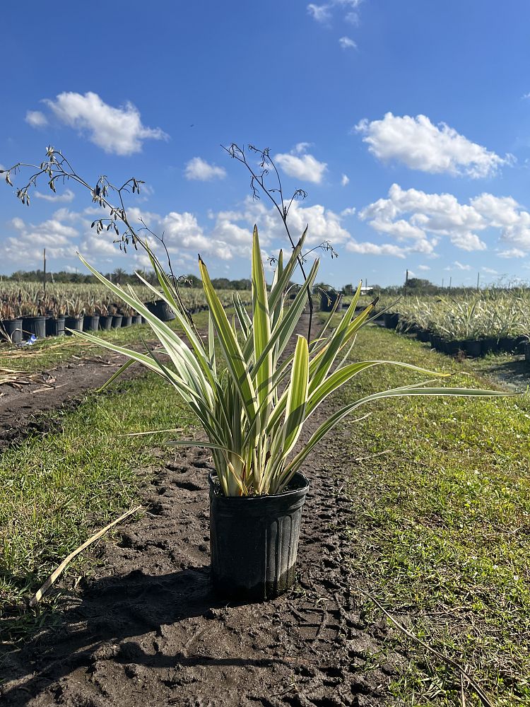 dianella-tasmanica-variegata-flax-lily-tasmanian-flax-lily