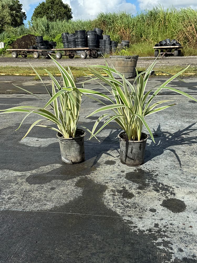 dianella-tasmanica-variegata-flax-lily-tasmanian-flax-lily