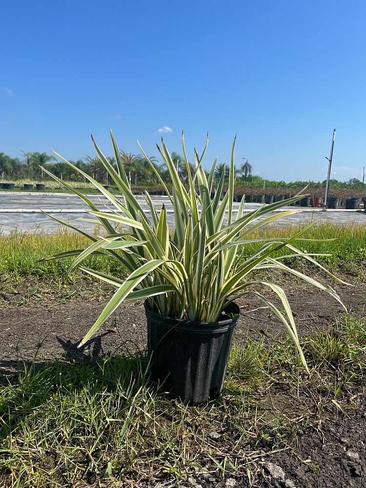 dianella-tasmanica-variegata-flax-lily-tasmanian-flax-lily