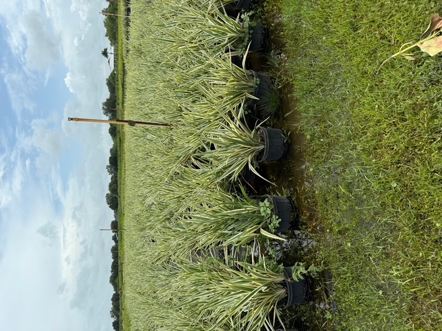 dianella-tasmanica-variegata-flax-lily-tasmanian-flax-lily