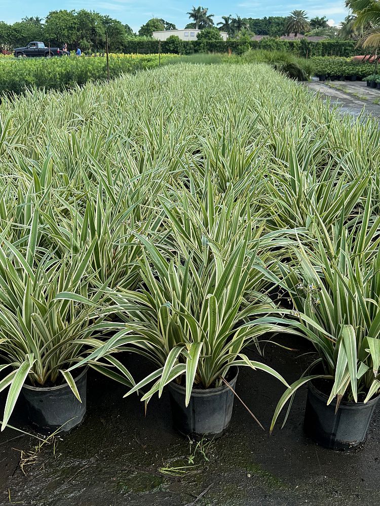 dianella-tasmanica-variegata-flax-lily-tasmanian-flax-lily