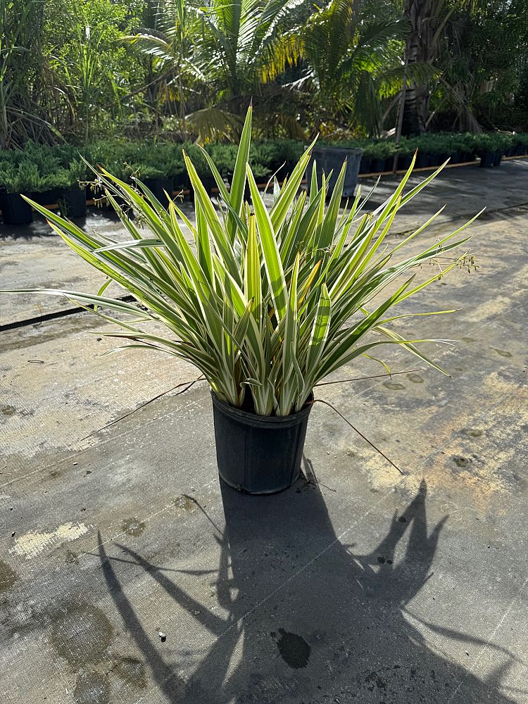 dianella-tasmanica-variegata-flax-lily-tasmanian-flax-lily