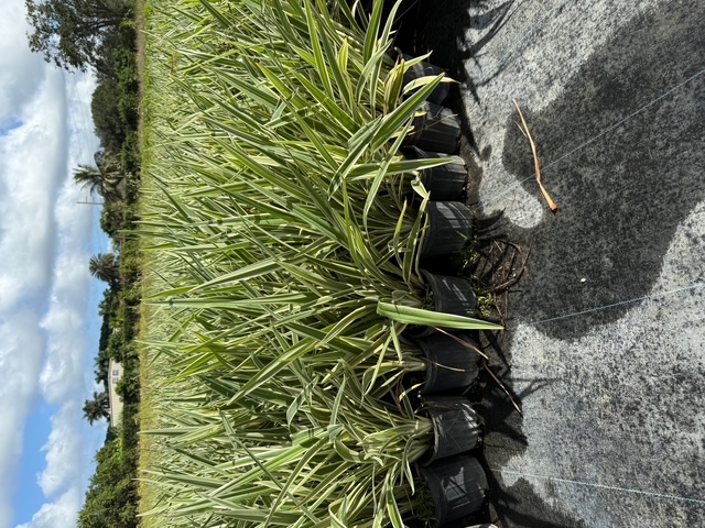 dianella-tasmanica-variegata-flax-lily-tasmanian-flax-lily