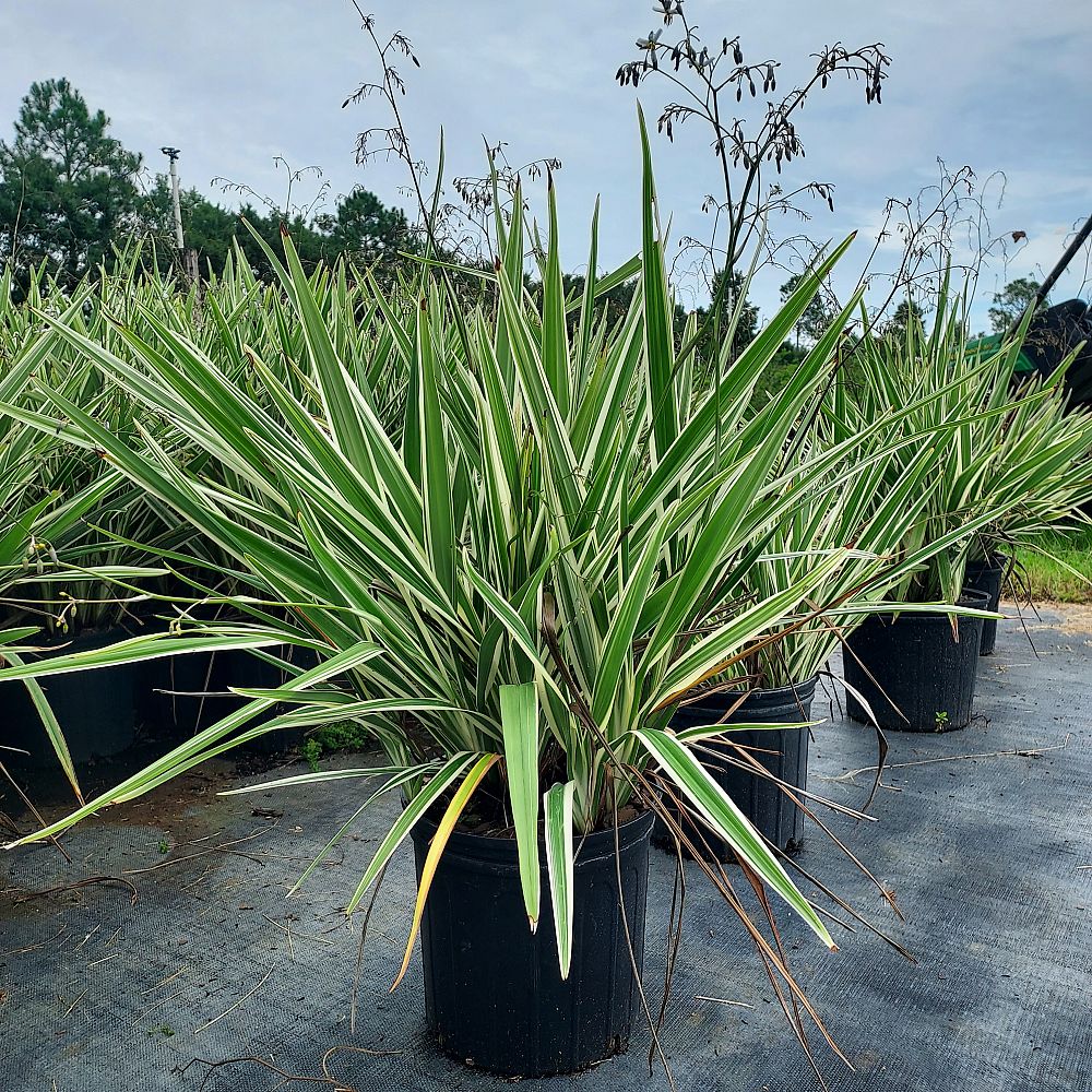 dianella-tasmanica-variegata-flax-lily-tasmanian-flax-lily