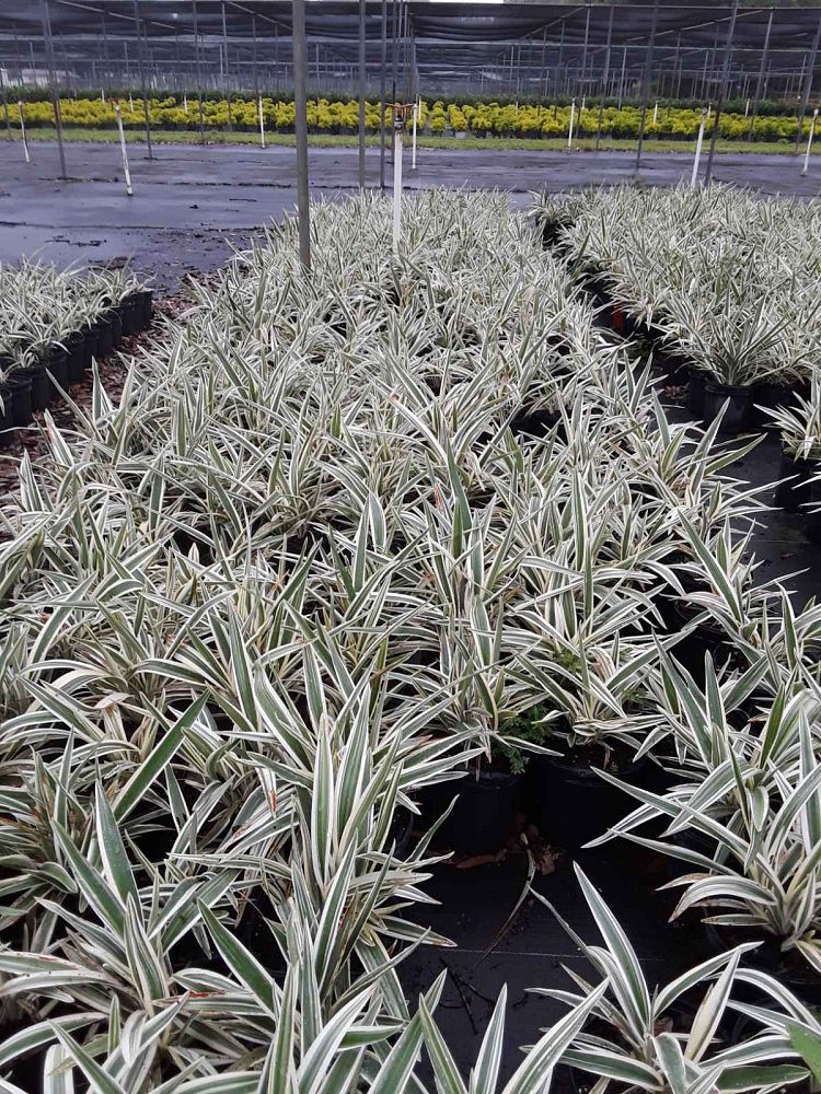 dianella-tasmanica-variegata-flax-lily-tasmanian-flax-lily