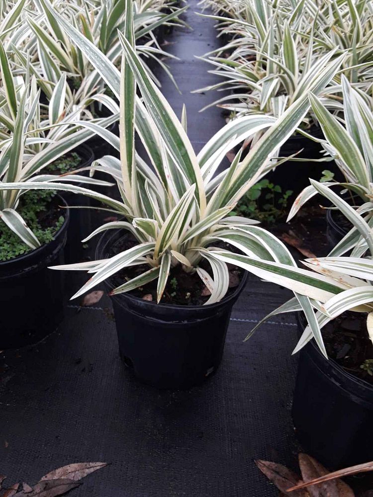 dianella-tasmanica-variegata-flax-lily-tasmanian-flax-lily
