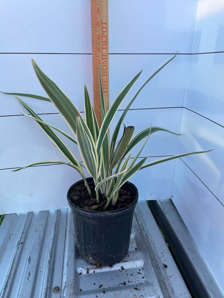 dianella-tasmanica-variegata-flax-lily-tasmanian-flax-lily