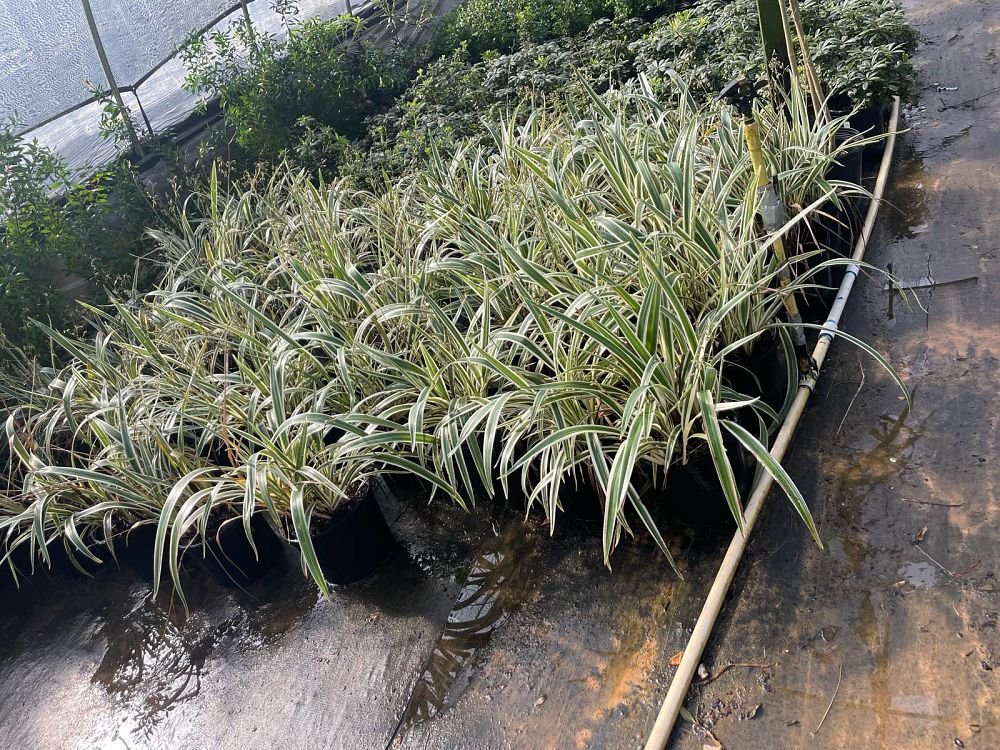 dianella-tasmanica-variegata-flax-lily-tasmanian-flax-lily
