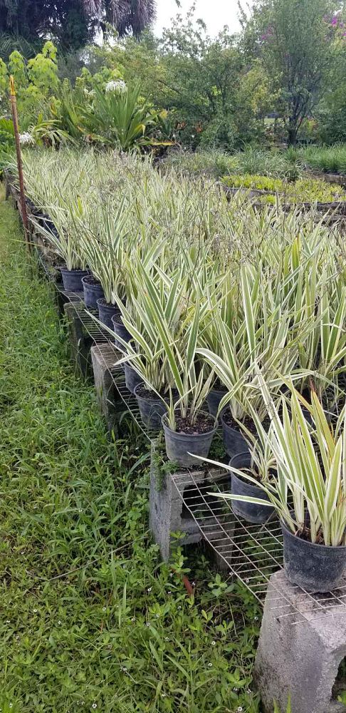 dianella-tasmanica-variegata-flax-lily-tasmanian-flax-lily
