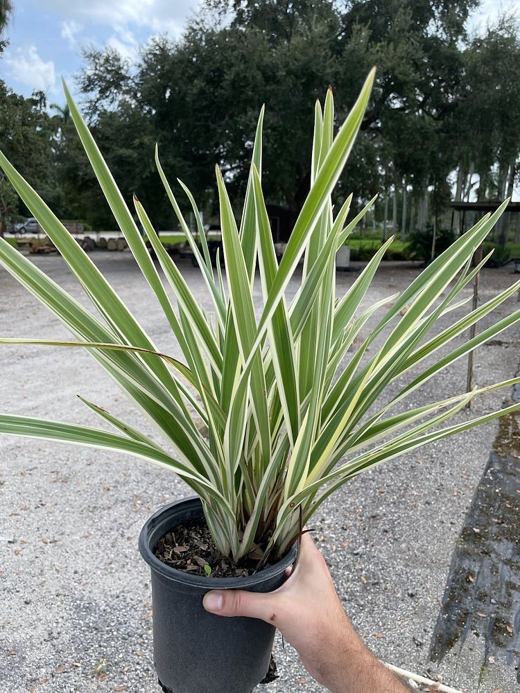 dianella-tasmanica-variegata-flax-lily-tasmanian-flax-lily