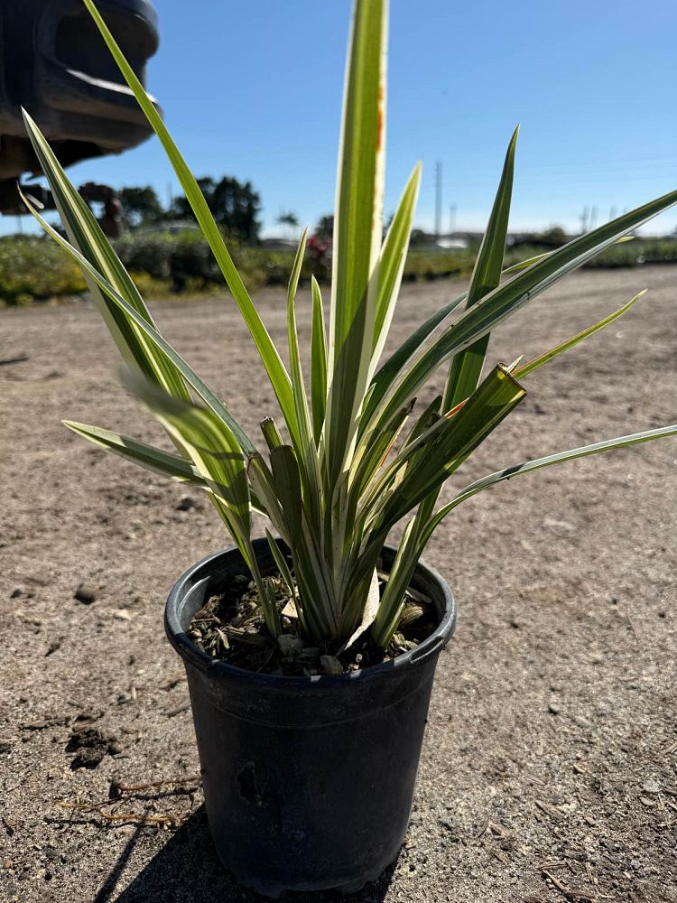 dianella-tasmanica-variegata-flax-lily-tasmanian-flax-lily