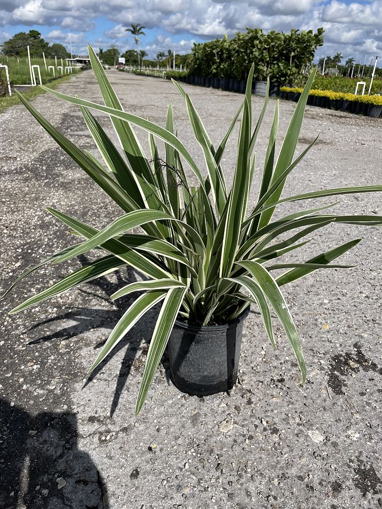 dianella-tasmanica-variegata-flax-lily-tasmanian-flax-lily