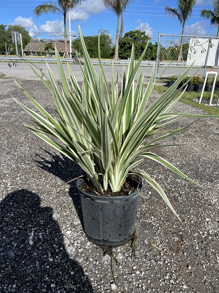 dianella-tasmanica-variegata-flax-lily-tasmanian-flax-lily